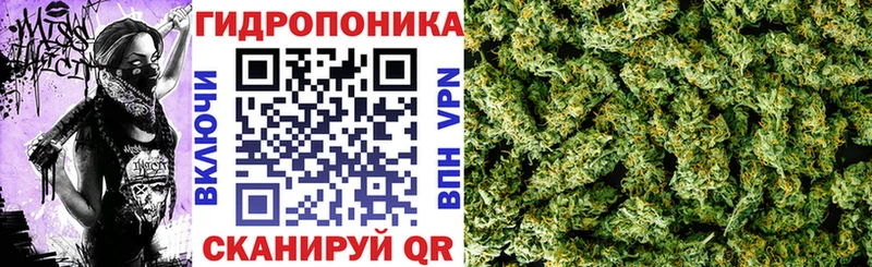 Конопля сатива Лысково